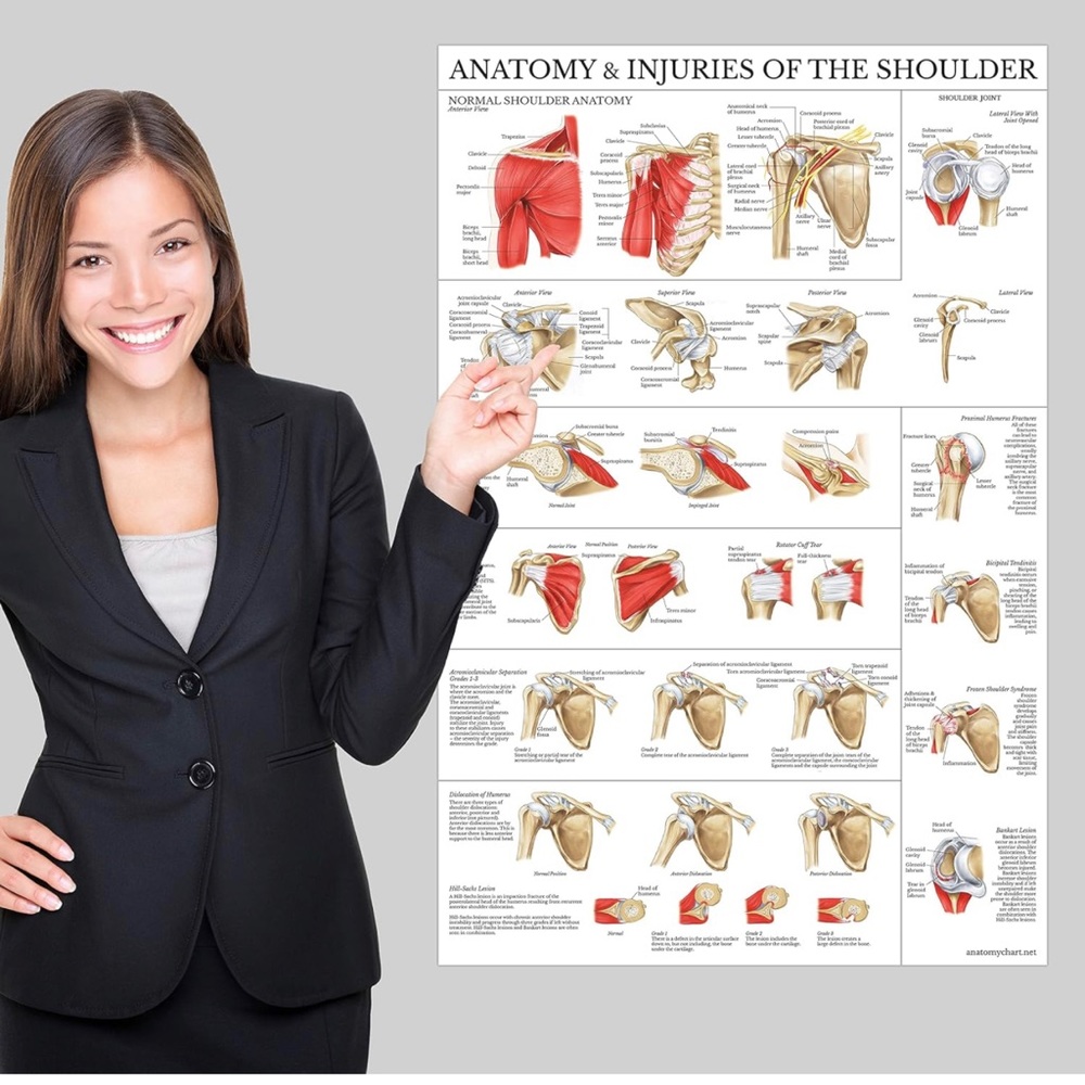 NEW Palace Learning LAMINATED Anatomy & Injuries of the Shoulder Poster